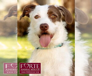 Mutt Dogs for adoption in Marina del Rey, CA, USA