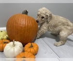 Small Photo #4 Goldendoodle Puppy For Sale in EUREKA, MO, USA