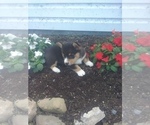 Small Photo #2 Pembroke Welsh Corgi Puppy For Sale in PORT BYRON, NY, USA