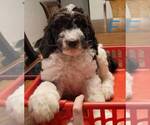 Small Photo #4 Goldendoodle Puppy For Sale in SYRACUSE, NY, USA
