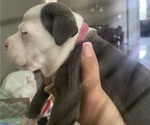 Small #3 American Bully
