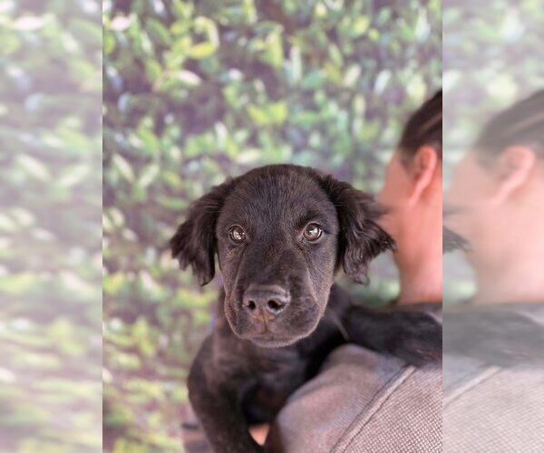 Medium Photo #7 Mutt Puppy For Sale in New York, NY, USA