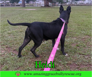 Heidi - Female American Bulldog-Unknown Mix Dog for Adoption - Photo #3