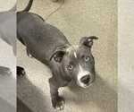 Small Labrador Retriever Mix