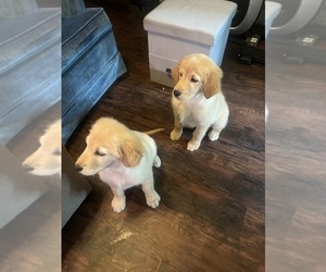 Golden Retriever Puppy for sale in WAKE FOREST, NC, USA
