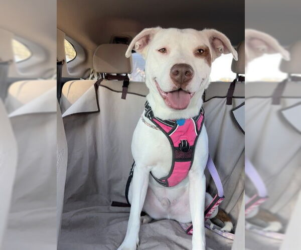 Medium Photo #3 Mutt Puppy For Sale in Plano, TX, USA