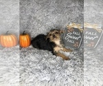 Small Photo #8 Yorkshire Terrier Puppy For Sale in INDIANAPOLIS, IN, USA