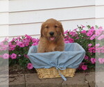 Small Photo #26 English Cream Golden Retriever Puppy For Sale in ATHENS, WI, USA