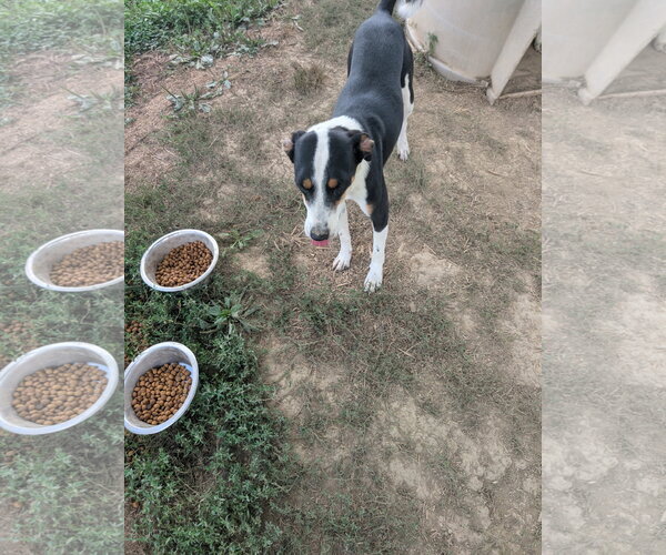 Medium Photo #1 Mutt Puppy For Sale in Rutledge, TN, USA