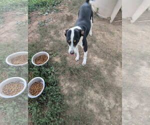 Mutt Dogs for adoption in Rutledge, TN, USA