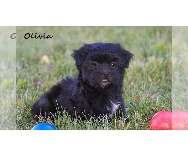 Medium Photo #2 Havanese Puppy For Sale in CLARE, MI, USA