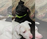 Small Photo #2 American Pit Bull Terrier-Unknown Mix Puppy For Sale in Germantown, OH, USA