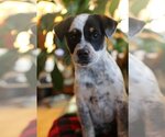 Small Photo #2 Mutt Puppy For Sale in Wakefield, RI, USA