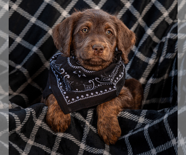 Medium Photo #8 Labradoodle Puppy For Sale in DEEPWATER, MO, USA