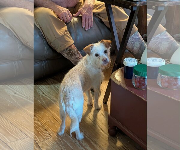 Medium Photo #4 Maltese-Unknown Mix Puppy For Sale in Holly Springs, NC, USA