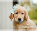 Small #2 Golden Retriever