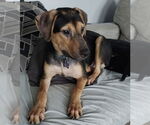 Small #15 Mutt