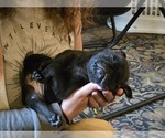 Puppy Miranda Pug