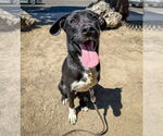 Small #3 Labrador Retriever Mix