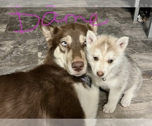 Mother of the Siberian Husky puppies born on 10/08/2022