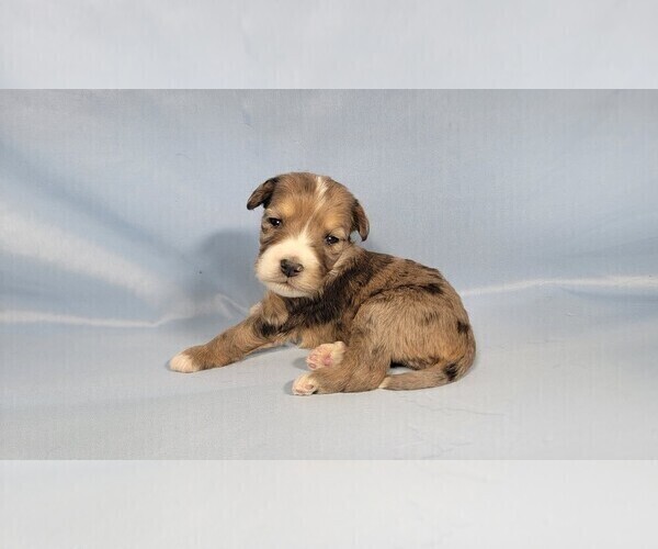 Medium Photo #2 Bernedoodle (Miniature) Puppy For Sale in BLACK FOREST, CO, USA