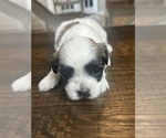 Puppy Timmy Mal-Shi