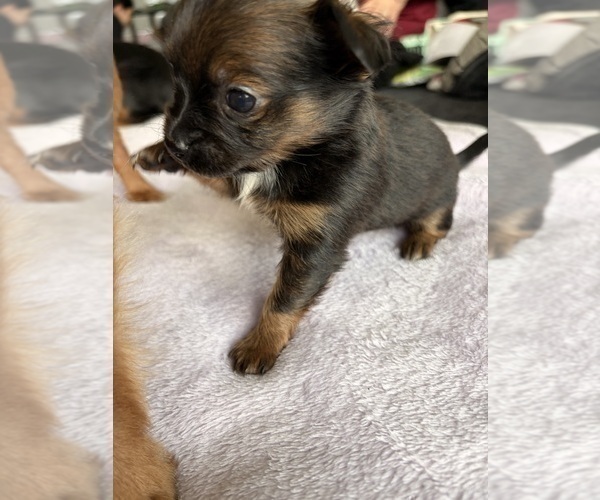 Medium Photo #7 Chihuahua Puppy For Sale in SAN ANTONIO, TX, USA