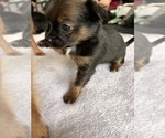 Small #6 Chihuahua