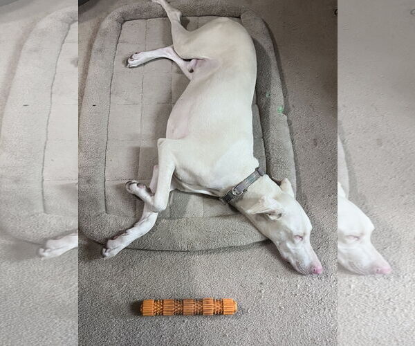 Medium Photo #5 Doberman Pinscher Puppy For Sale in Buffalo, MN, USA