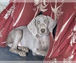 Puppy 1 Weimaraner