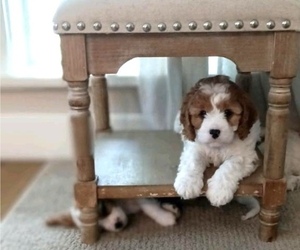 Cavapoo Puppy for Sale in VANCOUVER, Washington USA