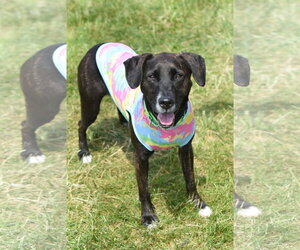 Mutt Dogs for adoption in Rockaway, NJ, USA