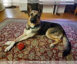 Small #1 German Shepherd Dog