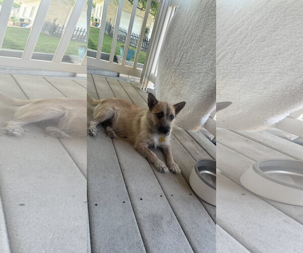 Medium Photo #7 Cairn Terrier Puppy For Sale in Sandy, UT, USA