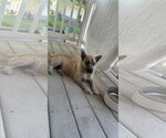 Small #6 Cairn Terrier
