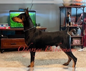 Father of the Doberman Pinscher puppies born on 03/12/2024