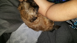 Shih Tzu Puppy for sale in BOISE, ID, USA