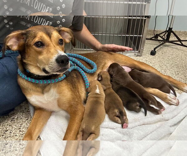 Medium Photo #2 Beagle-Unknown Mix Puppy For Sale in Holly Springs, NC, USA