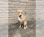 Small American Staffordshire Terrier Mix