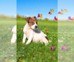 Small #12 Basenji-Rat Terrier Mix