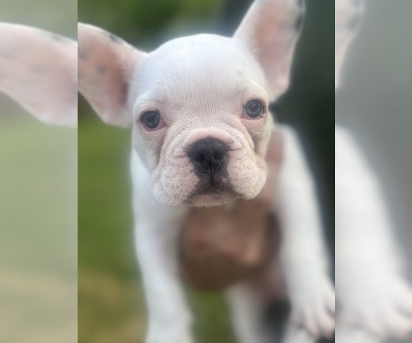 Medium Photo #5 French Bulldog Puppy For Sale in SPRINGFIELD, IL, USA