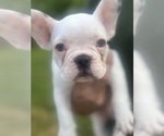 Puppy 2 French Bulldog