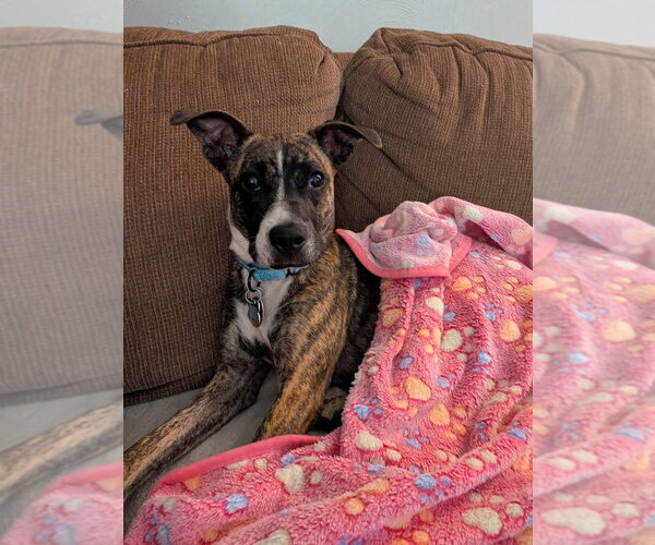 Medium Photo #4 Boston Terrier-Unknown Mix Puppy For Sale in Springdale, PA, USA