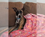 Small #3 Boston Terrier Mix