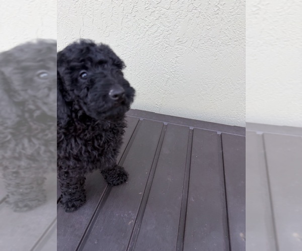Medium Photo #5 Poodle (Miniature) Puppy For Sale in BOYNTON BEACH, FL, USA