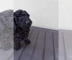 Puppy Black male Poodle (Miniature)