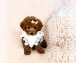 Puppy Puppy 1 Poodle (Toy)