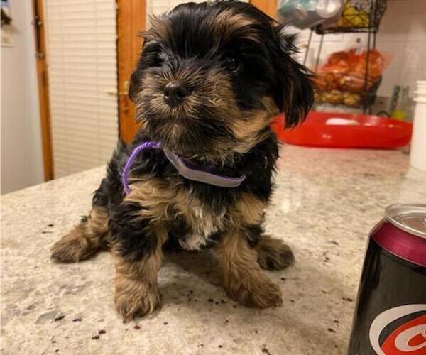 Medium Photo #1 Yorkshire Terrier Puppy For Sale in OAK LAWN, IL, USA