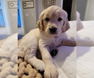 English Cream Golden Retriever Puppy for sale in GAFFNEY, SC, USA