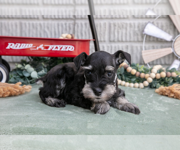Medium Photo #9 Schnauzer (Miniature) Puppy For Sale in BALTIC, OH, USA